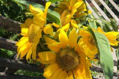 sonnenblumen-linder